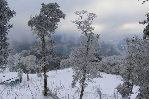 白雪皚皚