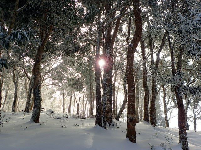 初雪