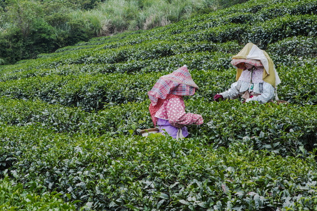 福源茶廠