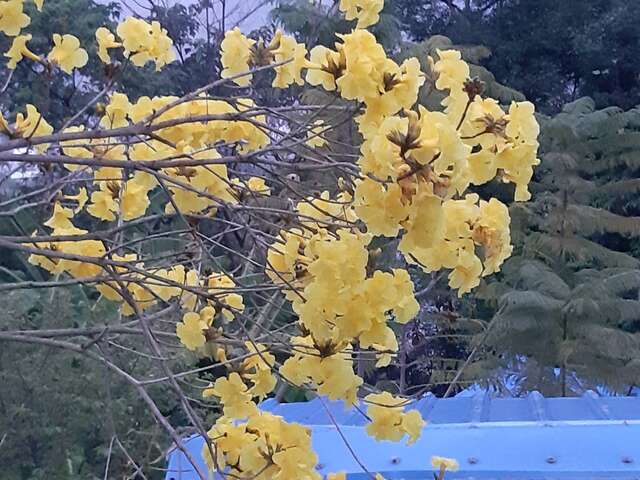 黃花盛開
