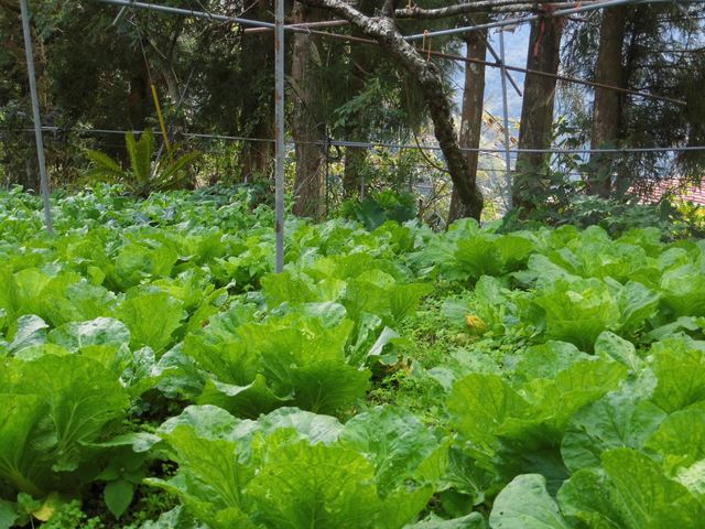 桃山渡假農場蔬菜